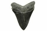 Serrated, Fossil Megalodon Tooth - South Carolina #375848-1